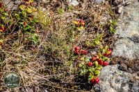 Watermark_87IMG_1291