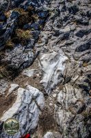 Watermark_94IMG_1297