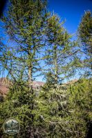 Watermark_168IMG_1346