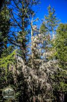 Watermark_174IMG_1352