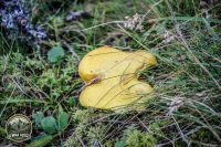 Watermark_179IMG_1357