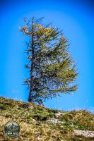 Watermark_217IMG_1383