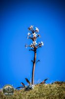 Watermark_218IMG_1384