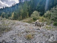 78IMG_20240924_133731-Kopie