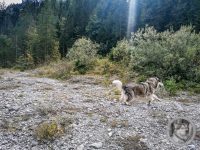 81IMG_20240924_133732-Kopie