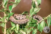 Watermark_11IMG_9553