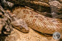Watermark_120IMG_9663