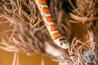 Watermark_121IMG_9664