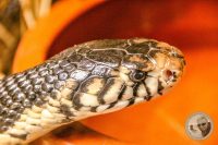 Watermark_124IMG_9667