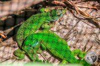 Watermark_127IMG_9670