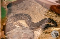 Watermark_128IMG_9671