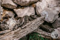 Watermark_129IMG_9672