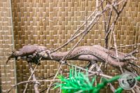 Watermark_12IMG_9554