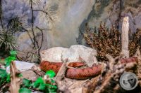 Watermark_17IMG_9559