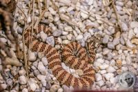 Watermark_22IMG_9564
