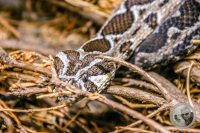Watermark_24IMG_9566