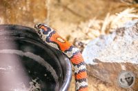Watermark_25IMG_9567