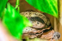 Watermark_33IMG_9575