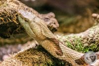 Watermark_41IMG_9583