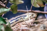 Watermark_43IMG_9585