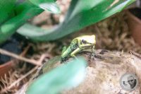 Watermark_46IMG_9588