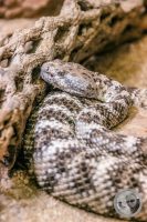 Watermark_48IMG_9590