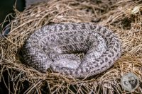 Watermark_4IMG_9546