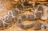 Watermark_51IMG_9593