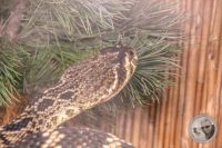 Watermark_52IMG_9594
