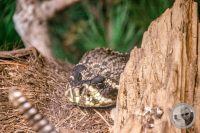 Watermark_53IMG_9595