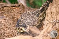 Watermark_55IMG_9597