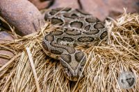 Watermark_59IMG_9601