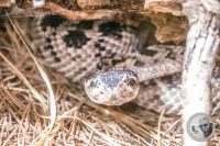Watermark_64IMG_9606