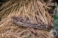 Watermark_65IMG_9608