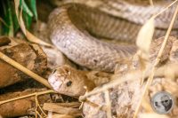Watermark_66IMG_9609