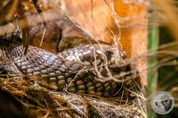 Watermark_68IMG_9611
