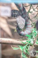 Watermark_72IMG_9615