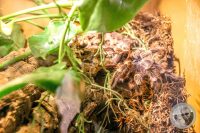 Watermark_73IMG_9616