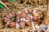 Watermark_74IMG_9617