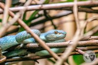 Watermark_75IMG_9618