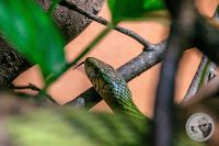 Watermark_77IMG_9620