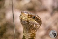 Watermark_78IMG_9621
