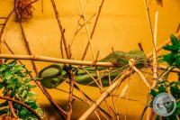 Watermark_7IMG_9549