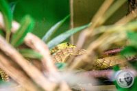 Watermark_82IMG_9625