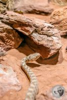 Watermark_88IMG_9631
