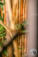 Watermark_8IMG_9550