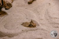 Watermark_93IMG_9636