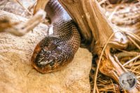 Watermark_96IMG_9639
