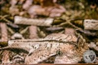 Watermark_97IMG_9640
