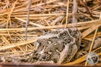 Watermark_99IMG_9642